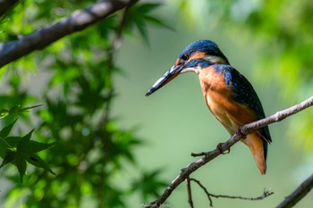 2022年9月26日(月) 薬師池公園の野鳥観察記録