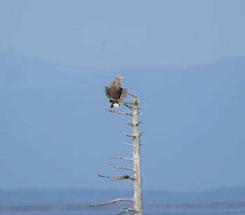 White-tailed Eagle Notsuke Peninsula Thu, 9/29/2022