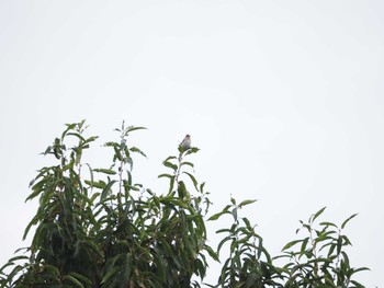 Grey-streaked Flycatcher Asaba Biotope Sat, 10/8/2022