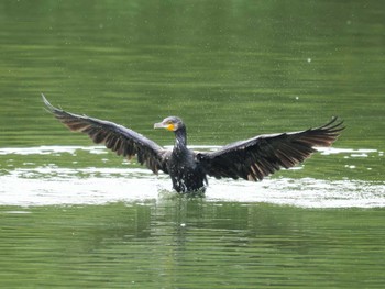 カワウ 境川遊水地公園 2022年10月8日(土)