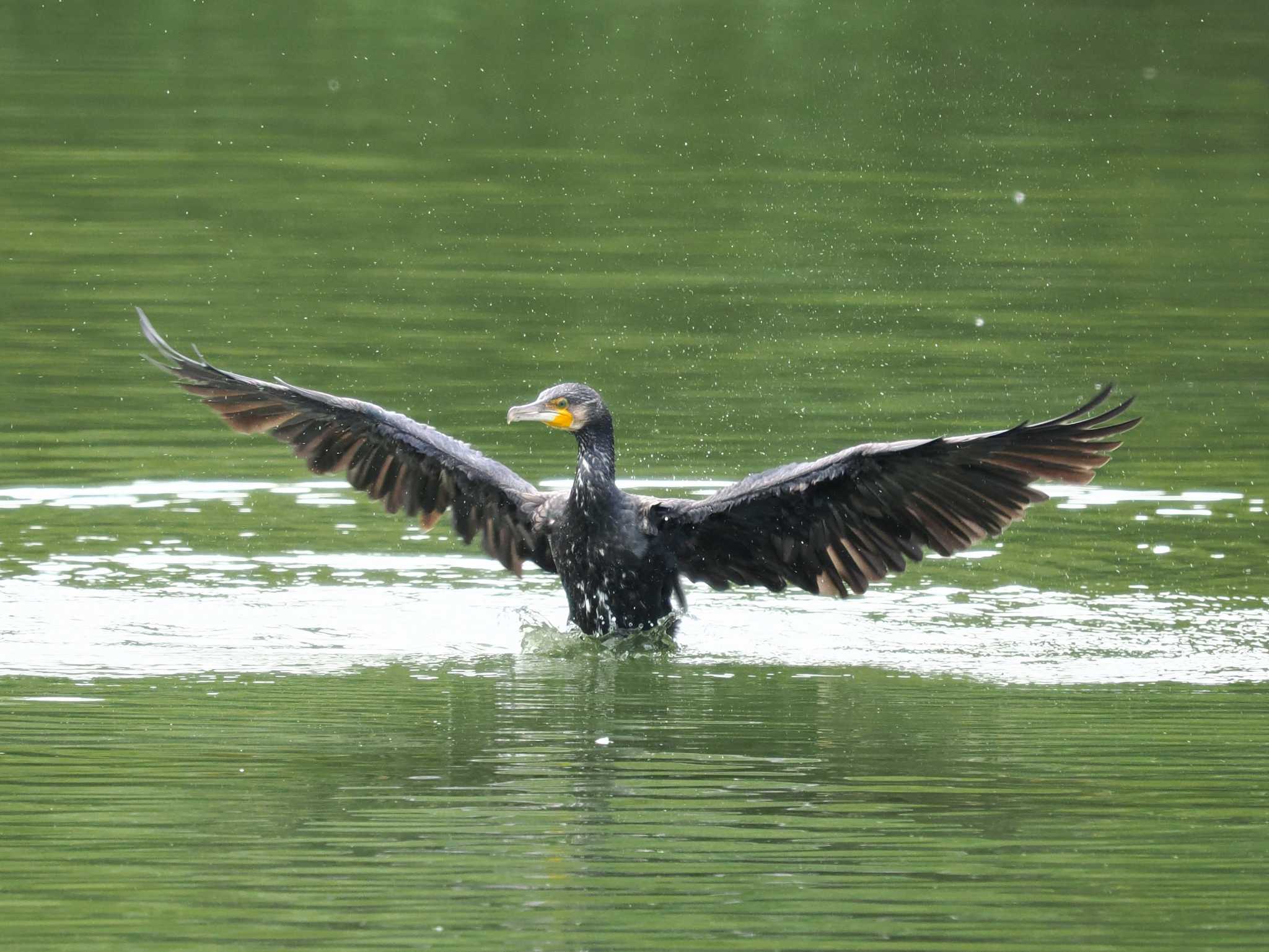 境川遊水地公園 カワウの写真 by YamaGara