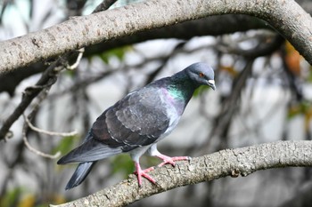 Rock Dove 御用水跡街園 Sat, 10/8/2022