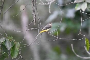 Grey Wagtail 加木屋緑地 Sat, 10/8/2022