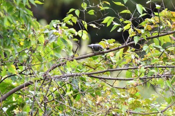 Brown-eared Bulbul 加木屋緑地 Sat, 10/8/2022