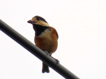 Varied Tit ひるがの高原(蛭ヶ野高原) Sat, 10/8/2022