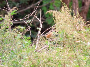 Bull-headed Shrike ひるがの高原(蛭ヶ野高原) Sat, 10/8/2022