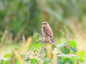 Amur Stonechat ひるがの高原(蛭ヶ野高原) Sat, 10/8/2022