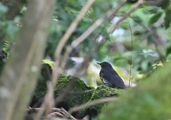 2022年10月8日(土) 西湖野鳥の森公園の野鳥観察記録