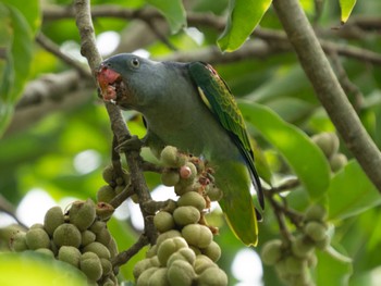 ルリゴシインコ シンガポール植物園 2022年10月8日(土)