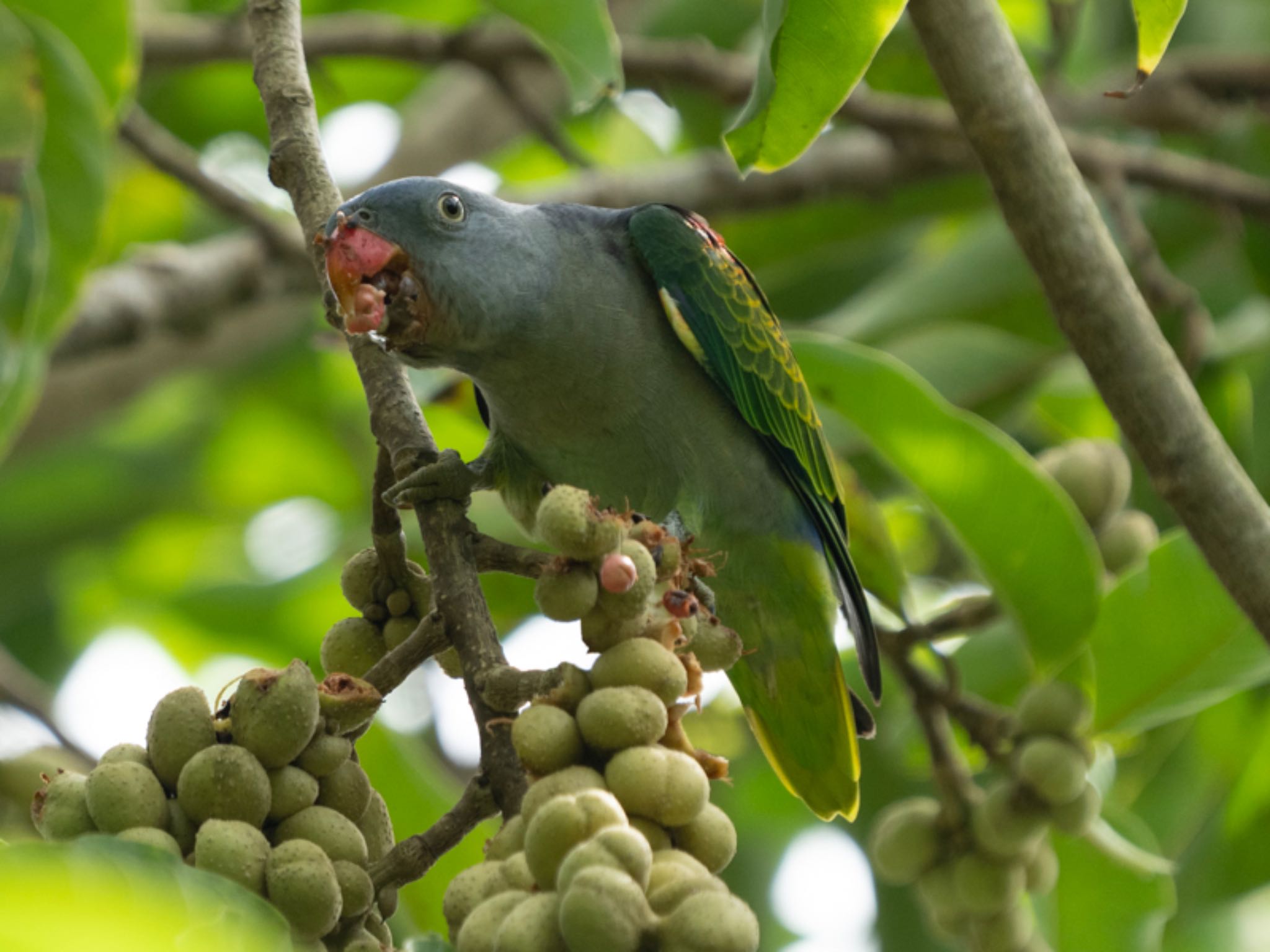 Photo of Blue-rumped Parrot at Singapore Botanic Gardens by T K