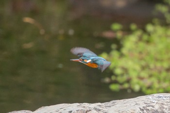 カワセミ 明石公園 2018年1月31日(水)