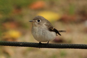 Asian Brown Flycatcher 夙川河川敷緑地(夙川公園) Sat, 10/8/2022