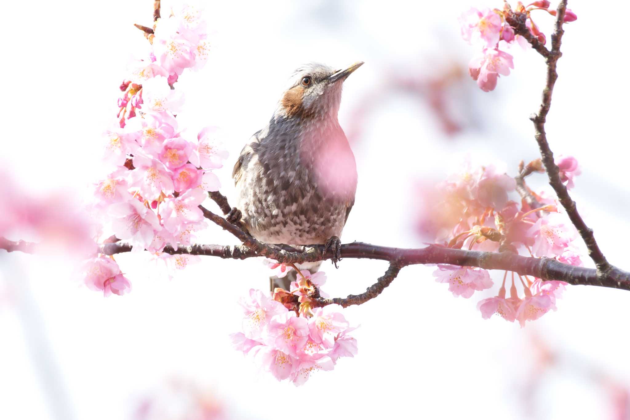  ヒヨドリの写真 by bea