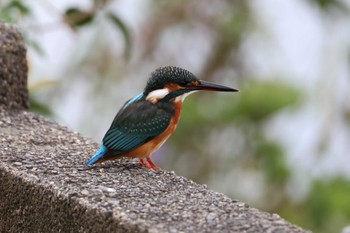 カワセミ 江津湖 2022年10月8日(土)