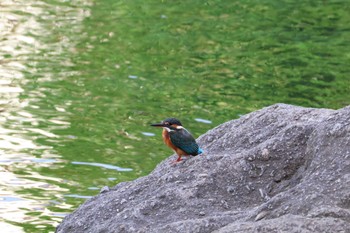 Common Kingfisher 江津湖 Sat, 10/8/2022