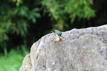 Common Kingfisher 江津湖 Sat, 10/8/2022