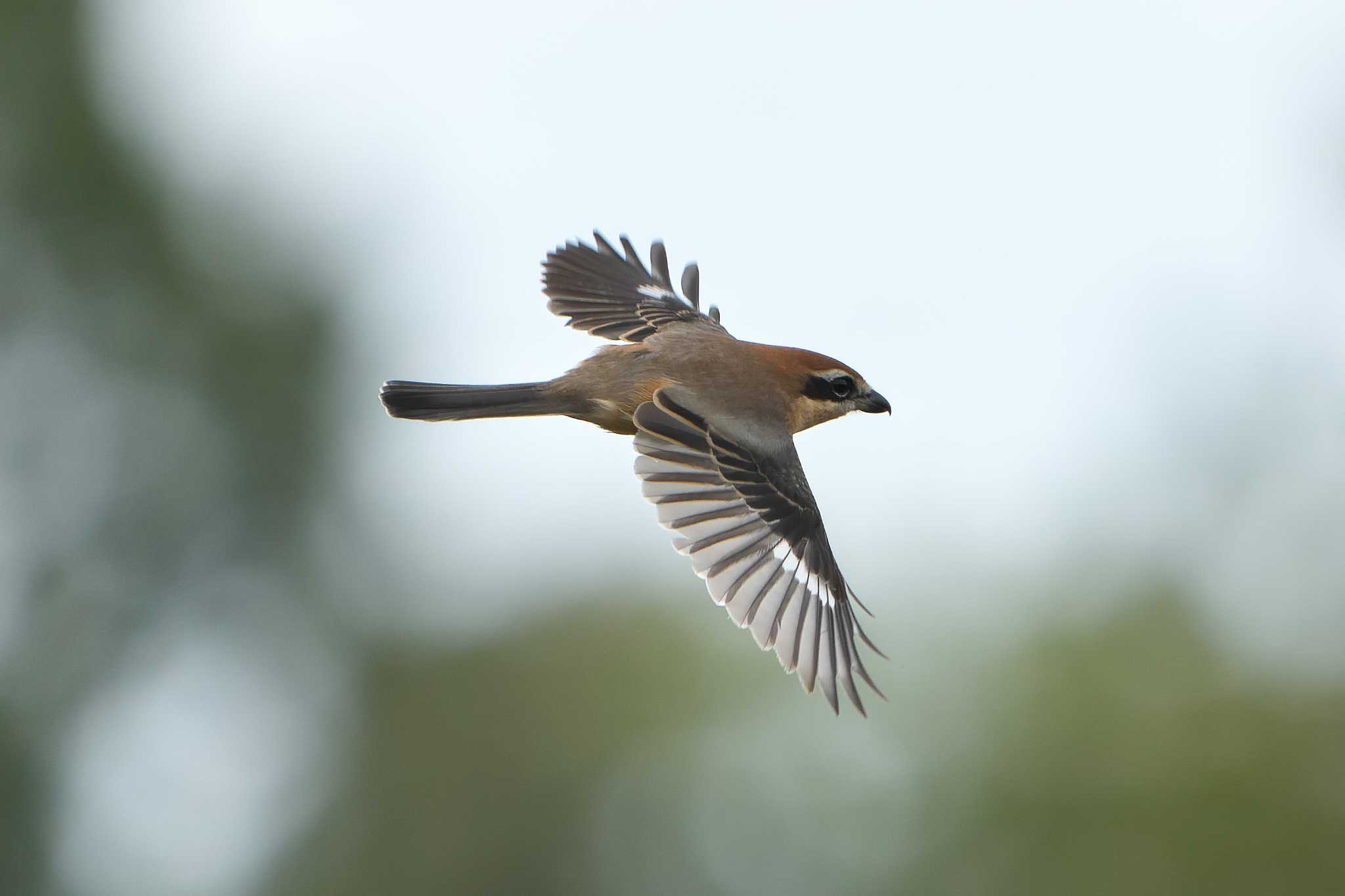 Bull-headed Shrike