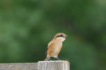 Sat, 10/8/2022 Birding report at 神戸市西区