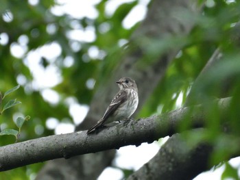 Grey-streaked Flycatcher Tokyo Port Wild Bird Park Sat, 10/8/2022