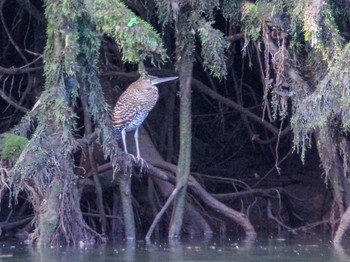 2014年1月11日(土) ブラウリオ・カリージョ国立公園(コスタリカ エレディア州)の野鳥観察記録