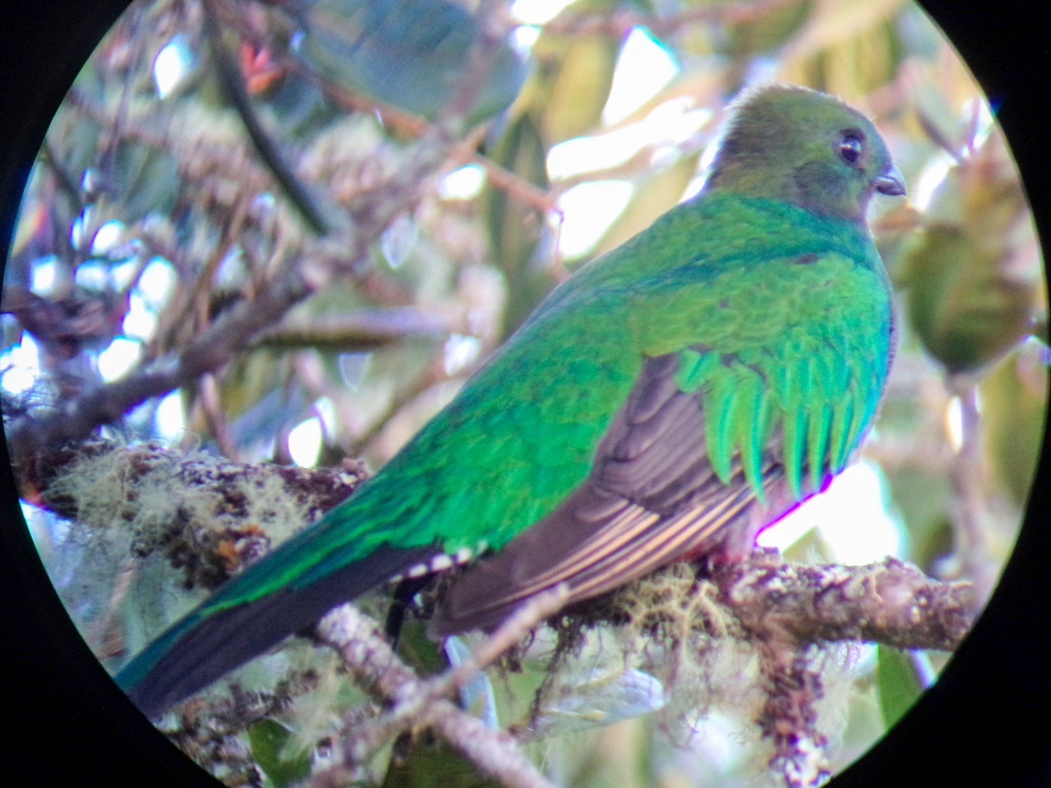 Resplendent Quetzal