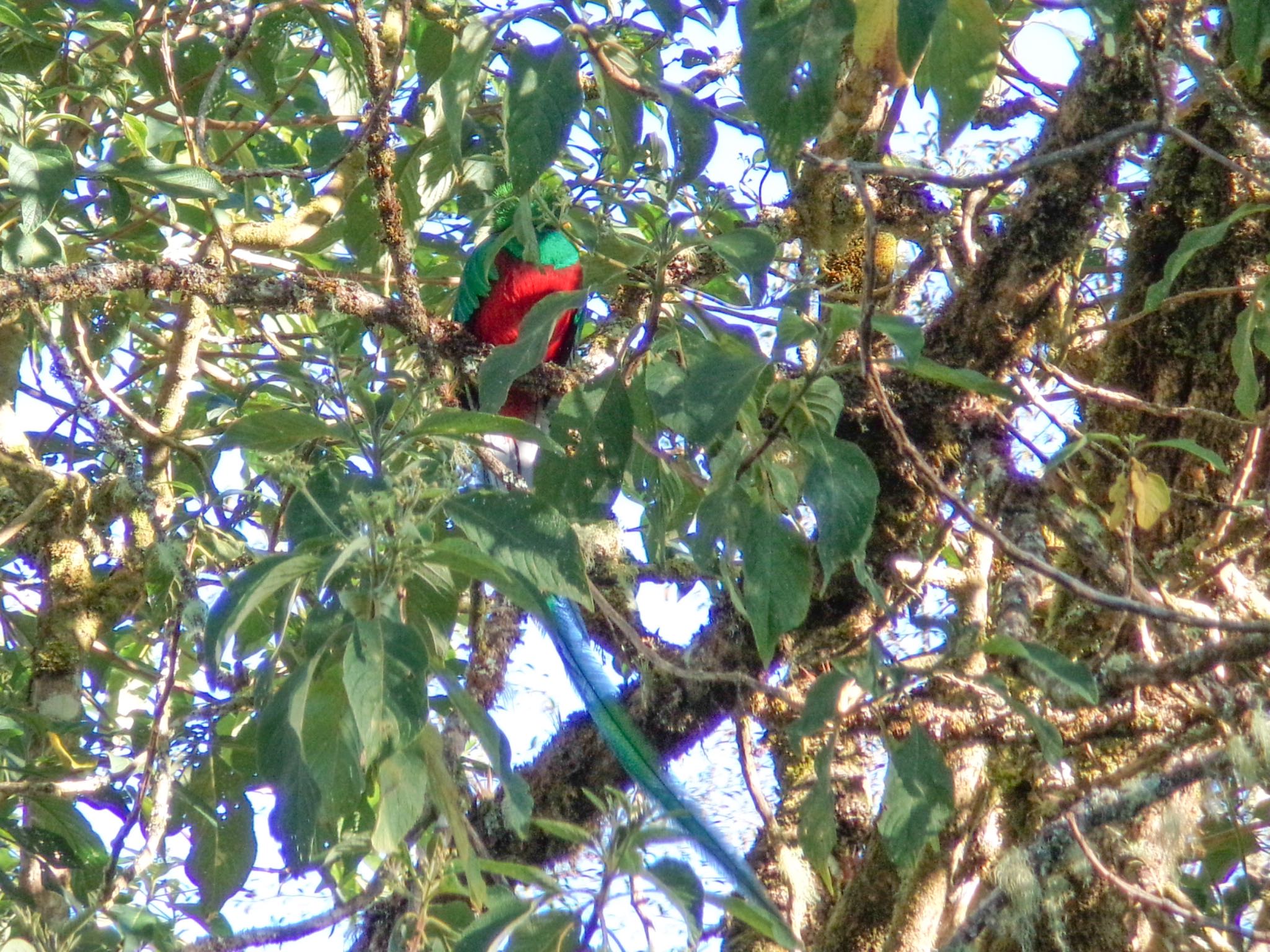 Resplendent Quetzal