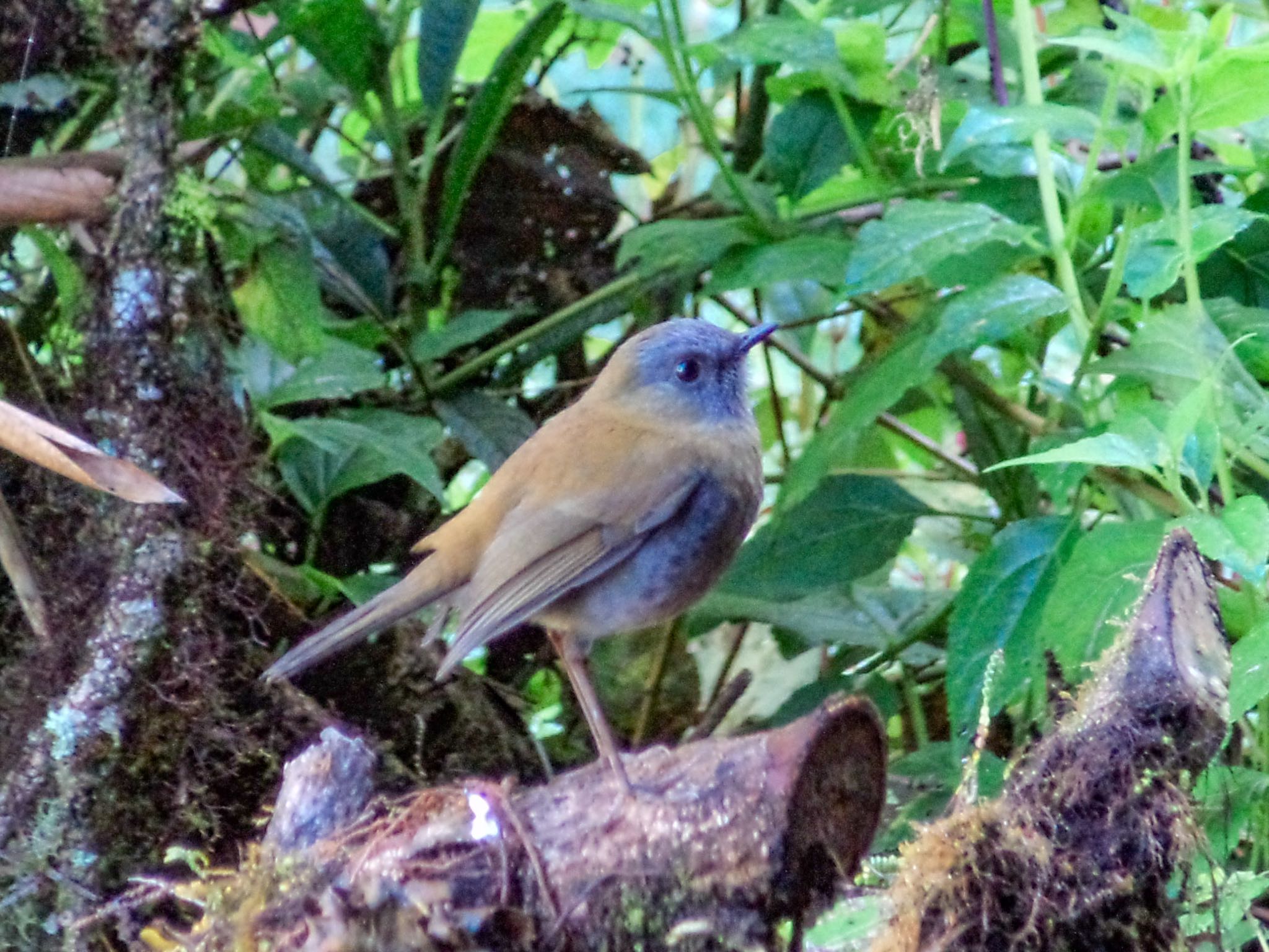 Black-billed Nightingale-Thrush