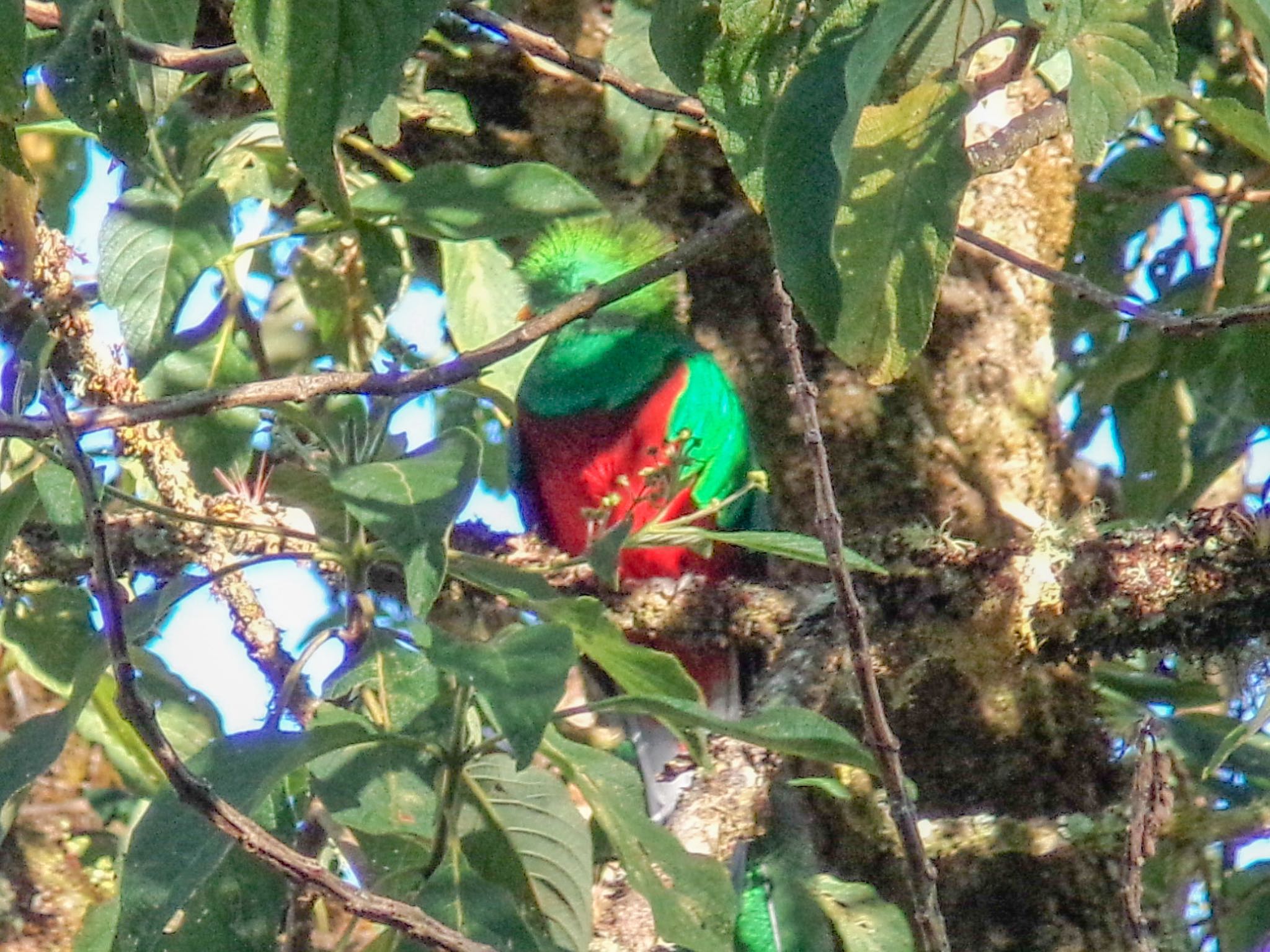 Resplendent Quetzal