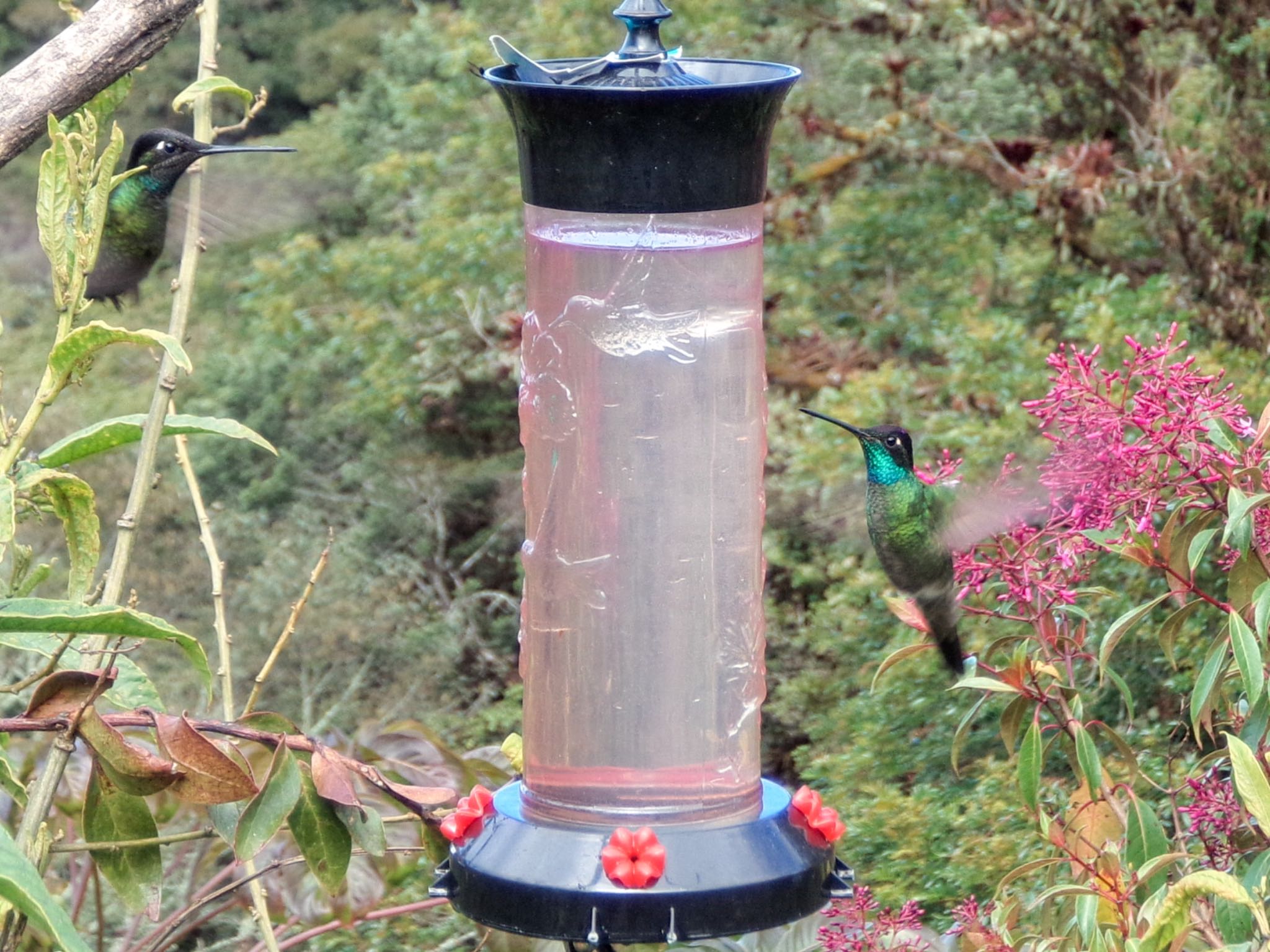 Rivoli's Hummingbird