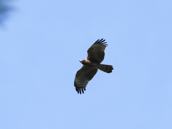 Crested Honey Buzzard Unknown Spots Sun, 10/2/2022