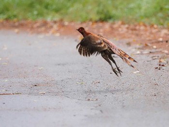 Copper Pheasant 焼山沢真木林道 Sat, 10/8/2022