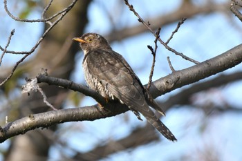 Unknown Species 兵庫県伊丹市 Sat, 10/8/2022