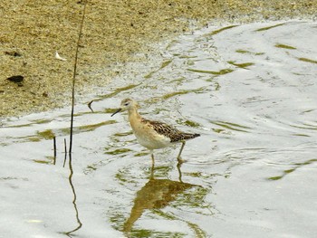 エリマキシギ 大阪南港野鳥園 2022年10月8日(土)