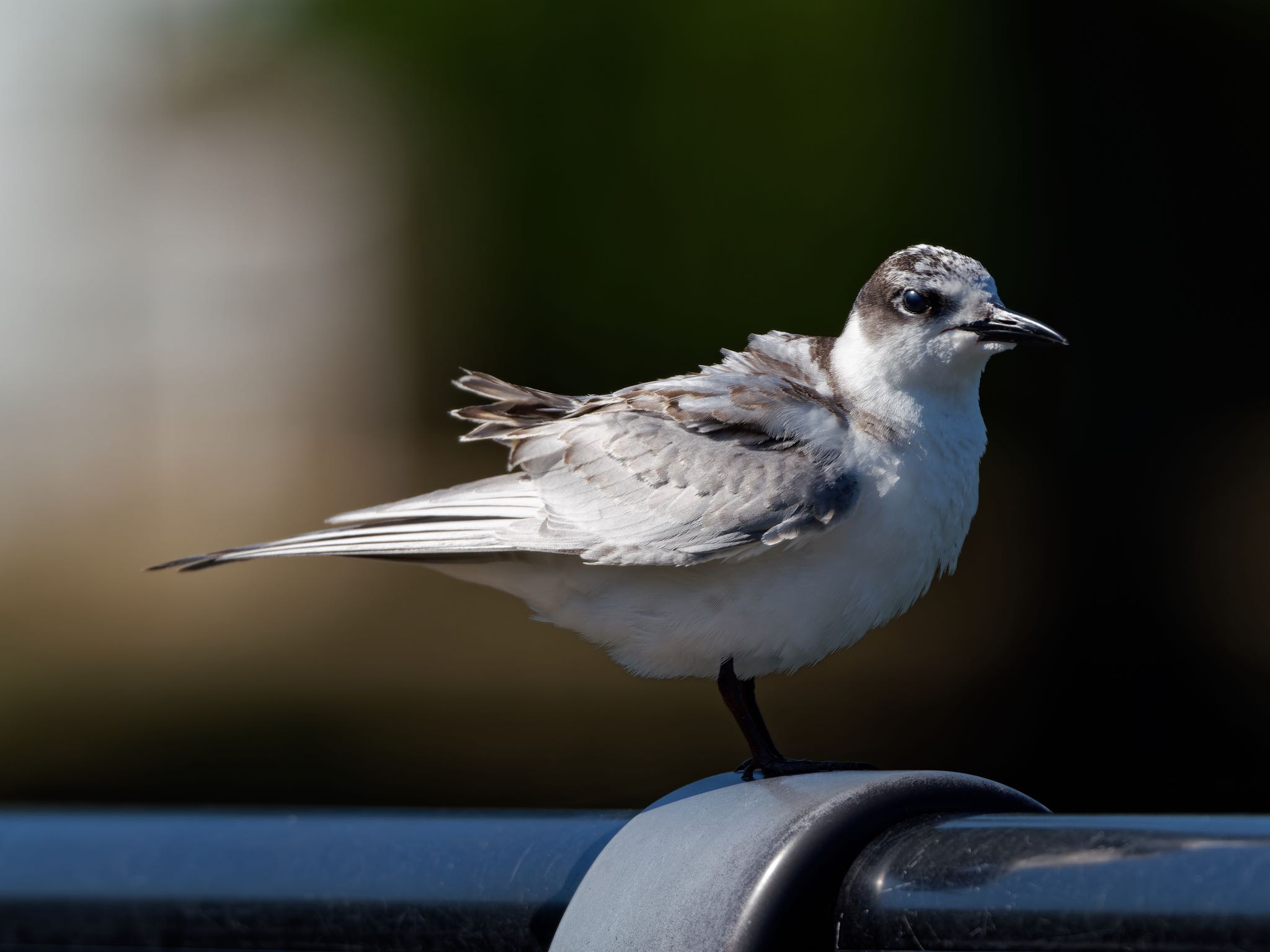 伊丹市 ハジロクロハラアジサシの写真 by speedgame