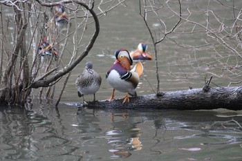 Mandarin Duck 宝が池 Sun, 3/6/2011