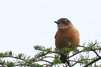 ノビタキ 霧ヶ峰高原 2022年9月20日(火)