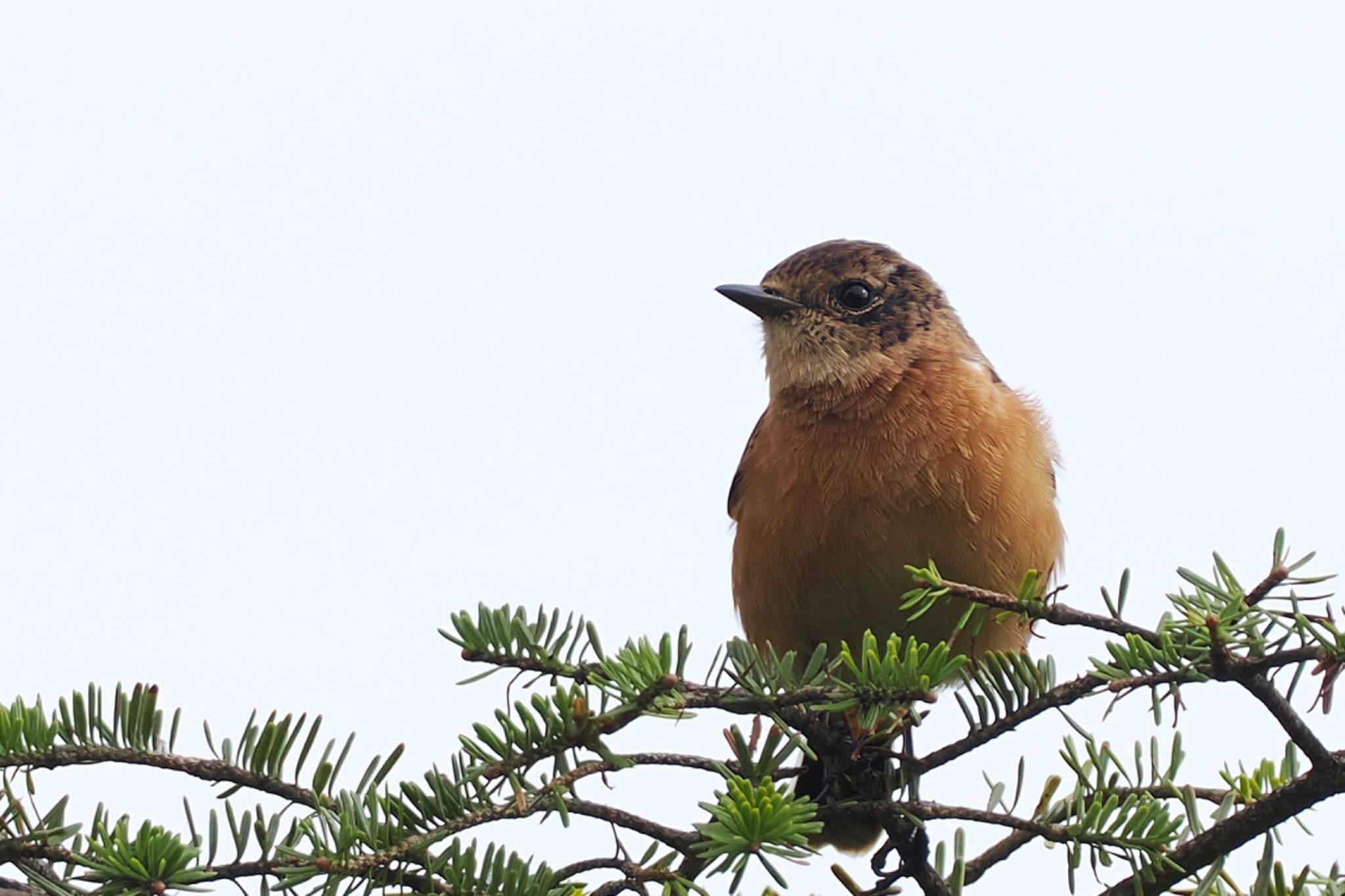 Photo of Amur Stonechat at Kirigamine Highland by アポちん