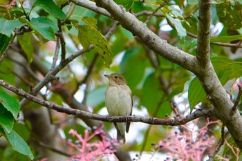 キビタキ 東京都立桜ヶ丘公園(聖蹟桜ヶ丘) 2022年10月8日(土)