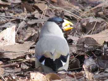 Japanese Grosbeak 京都御所 Sun, 3/6/2011