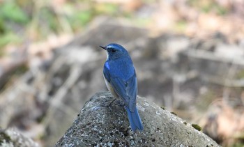 ルリビタキ 薬師池公園 2018年2月10日(土)