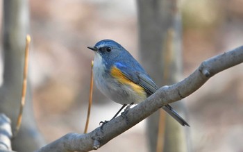 ルリビタキ 薬師池公園 2018年2月10日(土)