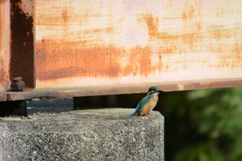 Common Kingfisher 海蔵川 Sat, 10/8/2022