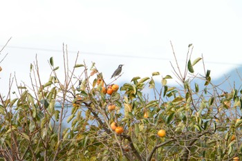 2022年10月8日(土) 海蔵川の野鳥観察記録