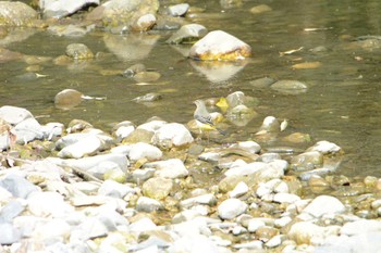 Grey Wagtail 海蔵川 Sat, 10/8/2022