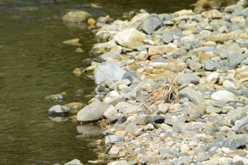 Common Sandpiper 海蔵川 Sat, 10/8/2022