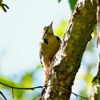 Great Spotted Woodpecker Nishioka Park Sun, 10/9/2022