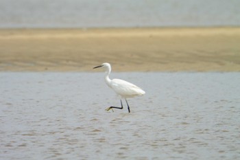 Little Egret 高松干潟(四日市) Sat, 10/8/2022