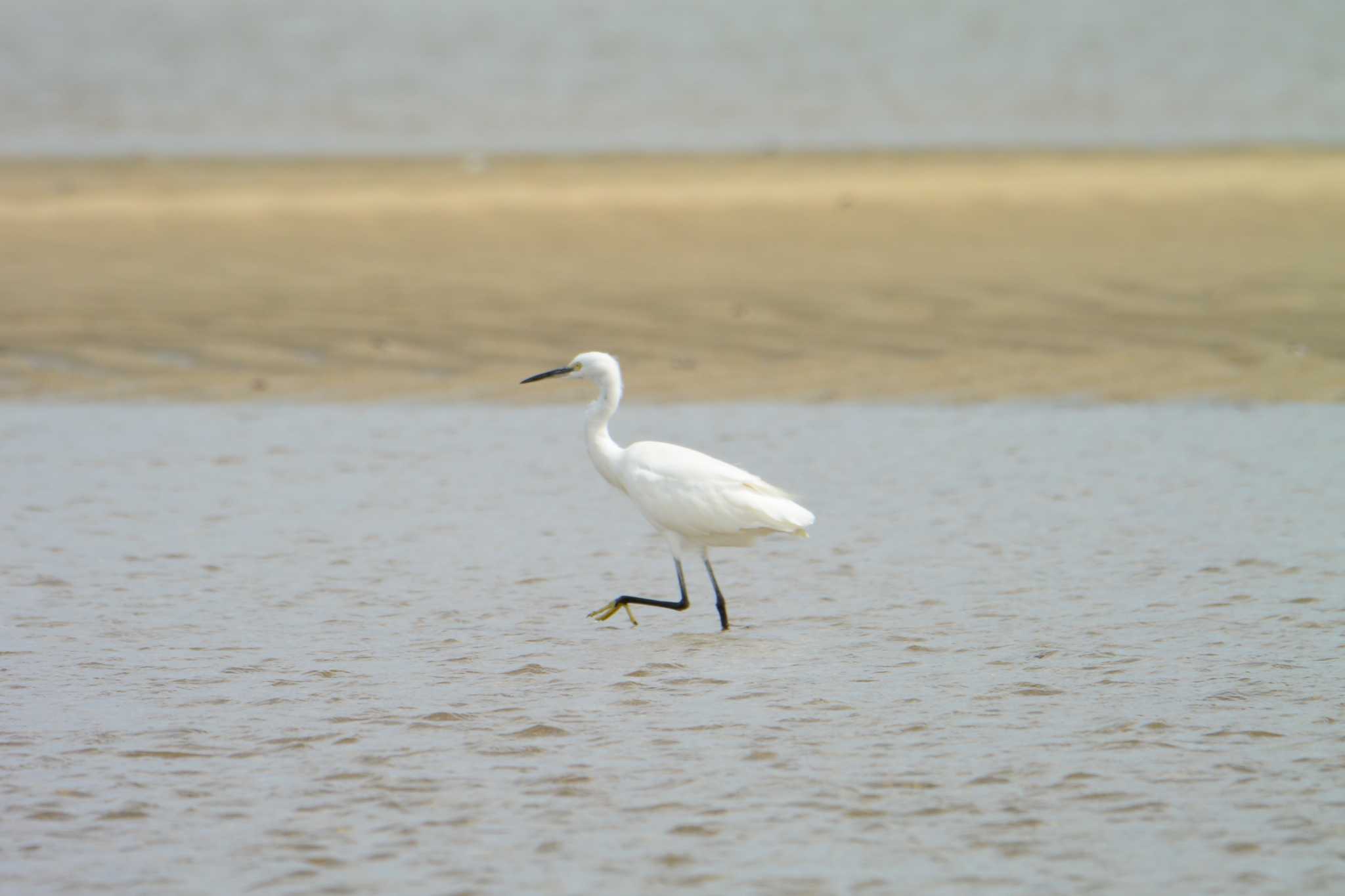 Photo of Little Egret at 高松干潟(四日市) by sword-fish8240