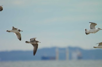 Black-tailed Gull 高松干潟(四日市) Sat, 10/8/2022