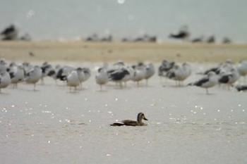 Eastern Spot-billed Duck 高松干潟(四日市) Sat, 10/8/2022